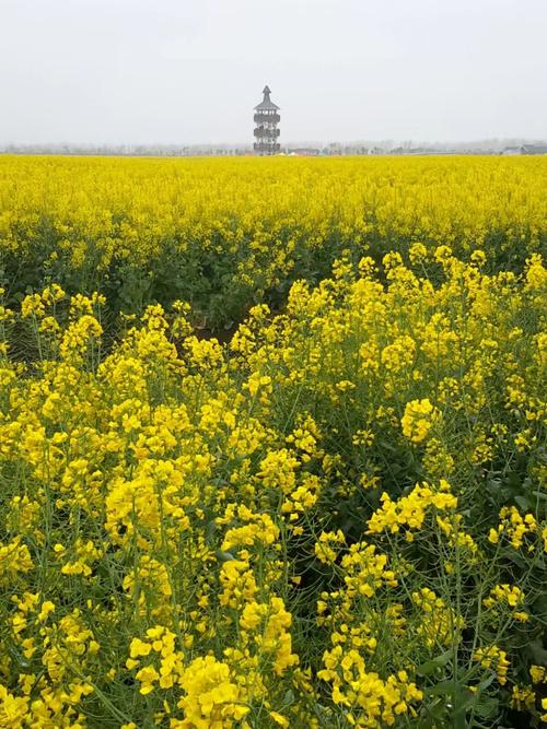 安徽宿松疫情，安徽宿松新冠肺炎-第7张图片