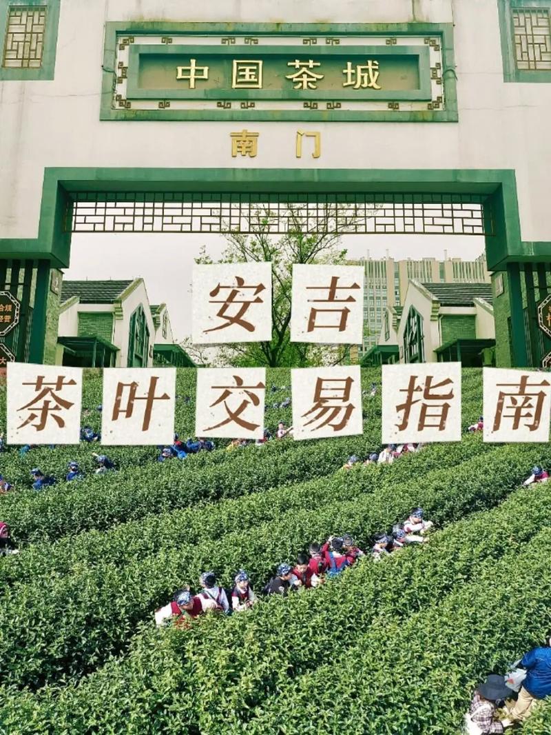 安吉白茶疫情-安吉白茶宣传片-第7张图片 安吉白茶疫情-安吉白茶宣传片-第7张图片