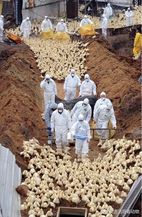 安徽禽流感最新疫情,安徽 禽流感-第8张图片 安徽禽流感最新疫情,安徽 禽流感-第8张图片