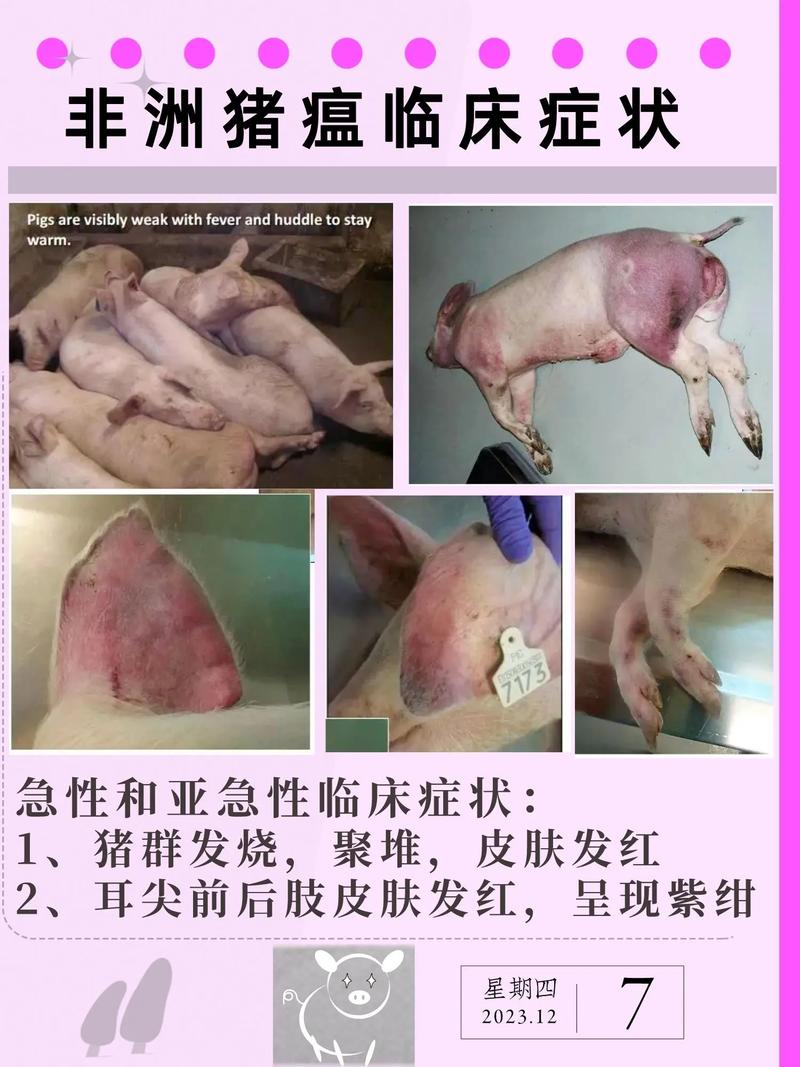 【神农架发生野猪非洲猪瘟疫情/神农架野外生存危险吗】
