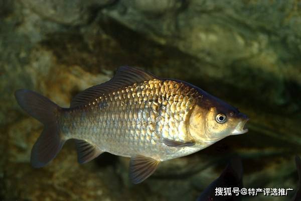 安丰乡疫情，安丰镇卫星地图