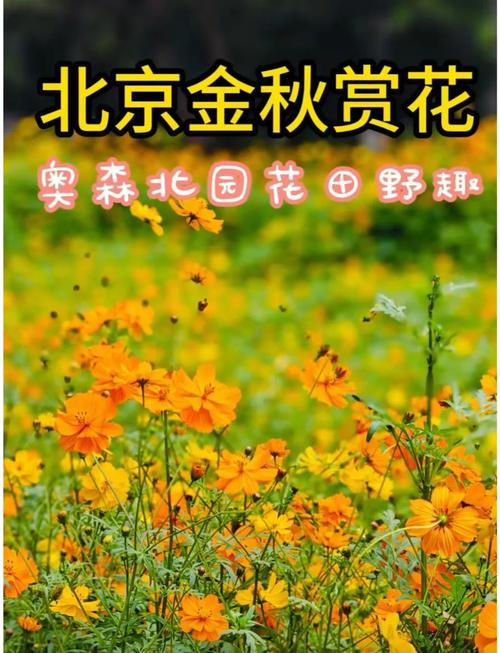 奥森公园疫情/奥森公园开放时间-第4张图片 奥森公园疫情/奥森公园开放时间-第4张图片