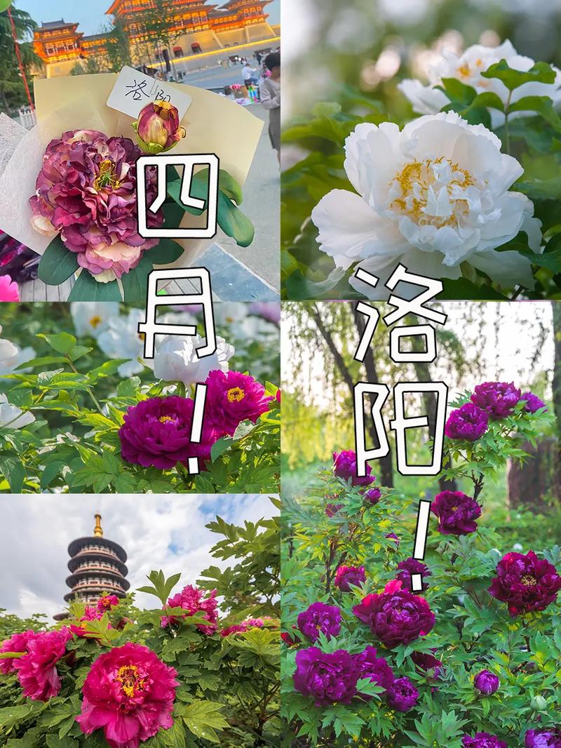 洛阳天气预报,洛阳天气预报30天-第2张图片 洛阳天气预报,洛阳天气预报30天-第2张图片
