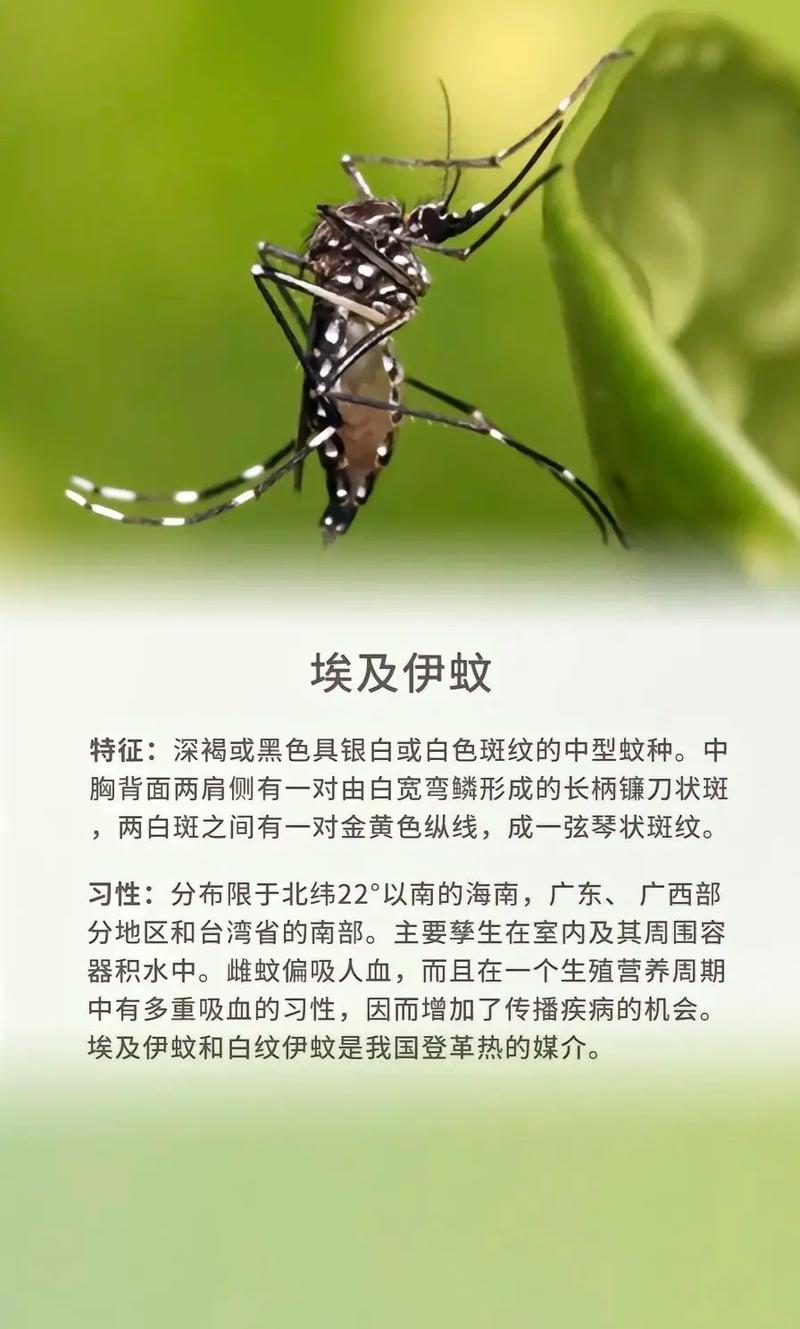 关于“安哥拉黄热病疫情”你可能想知道-第3张图片 关于“安哥拉黄热病疫情”你可能想知道-第3张图片