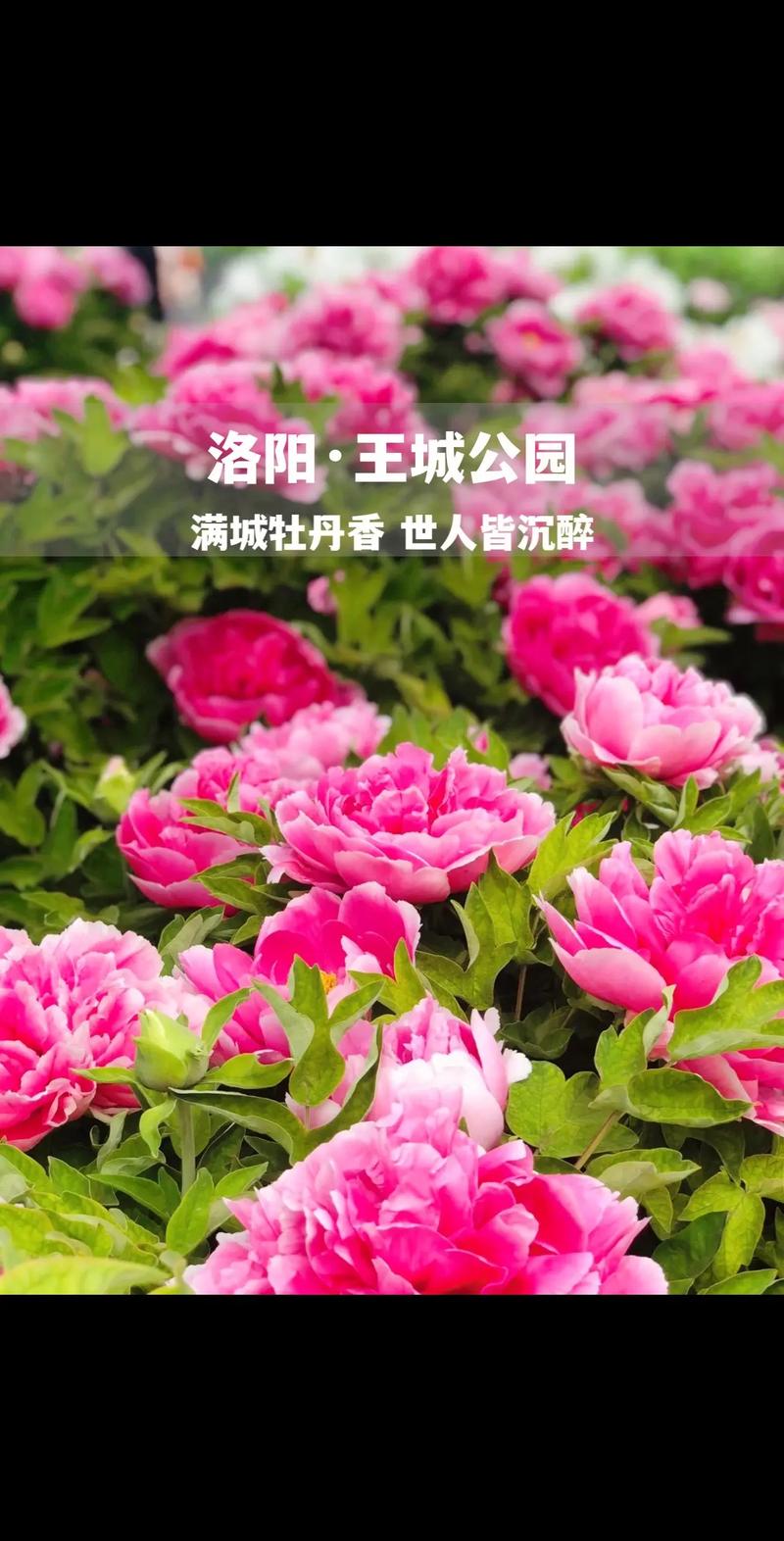 关于“洛阳天气预报一周”你可能想知道-第2张图片 关于“洛阳天气预报一周”你可能想知道-第2张图片