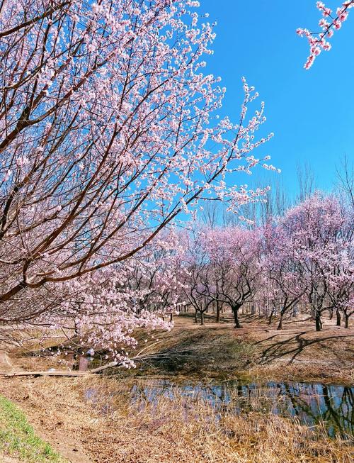 奥森踏青疫情，奥森 景点