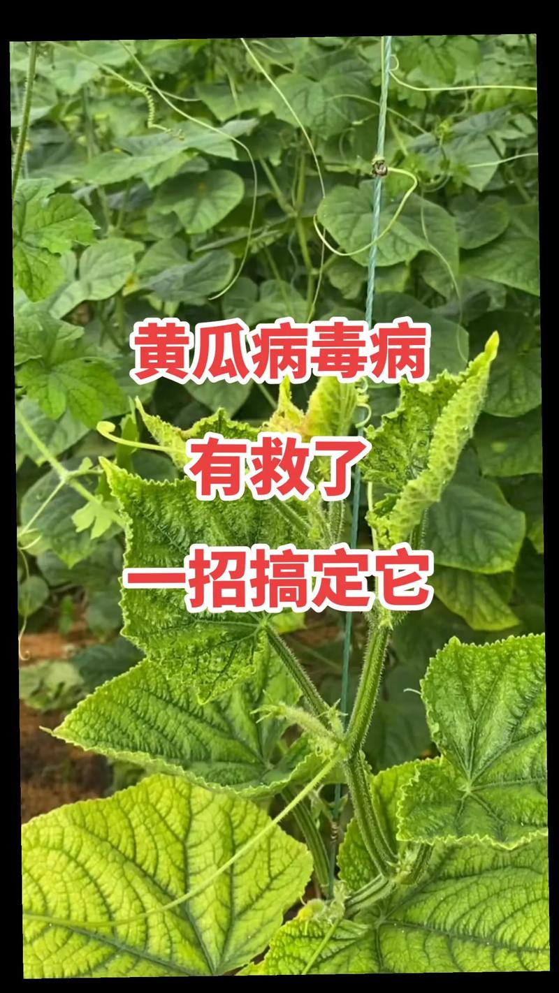 奥地利疫情图,奥地利新型肺炎疫情实时动态-第8张图片 奥地利疫情图,奥地利新型肺炎疫情实时动态-第8张图片