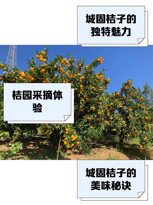关于“安徽疫情助农”你可能想知道-第5张图片